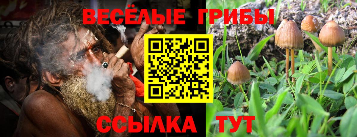 Ивантеевка  Псилоцибиновые грибы Psilocybe  Вход с VPN 